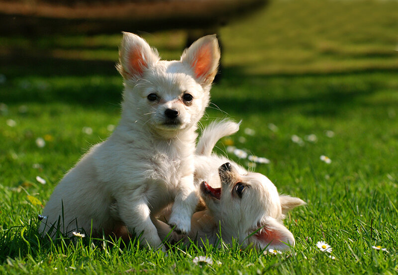 Two White Puppies — Green
