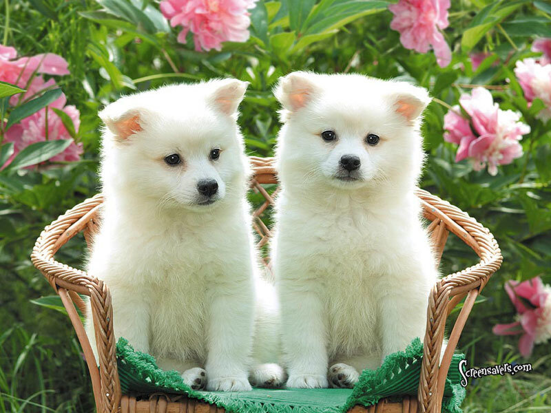 Two white puppies in a basket