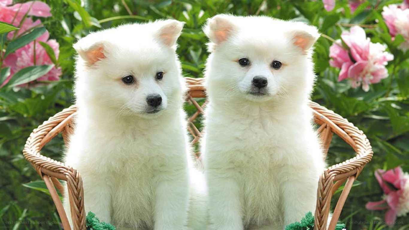 Two white puppies in a basket