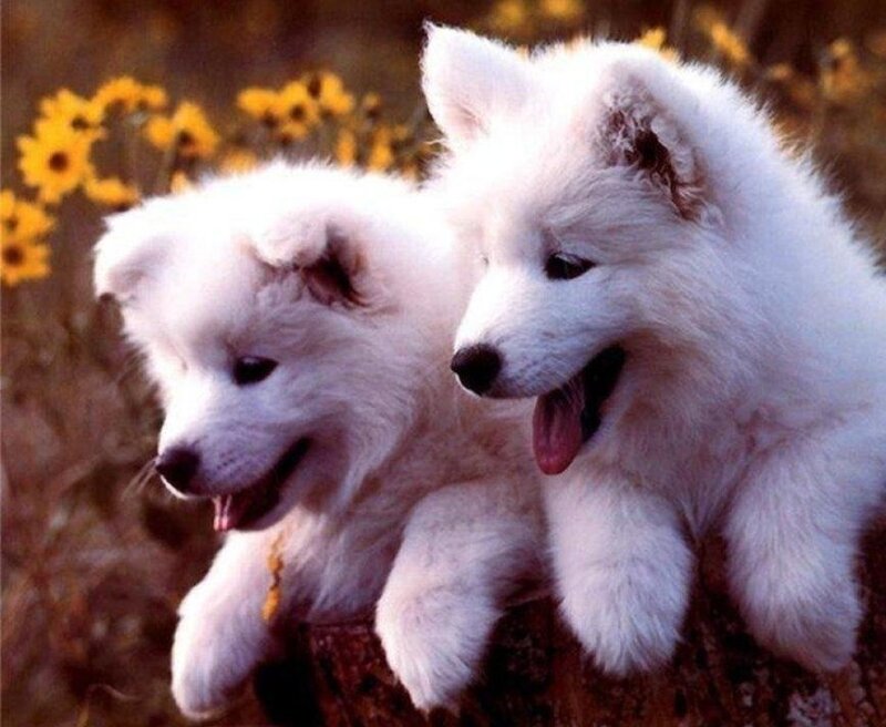 Two white puppies in a field
