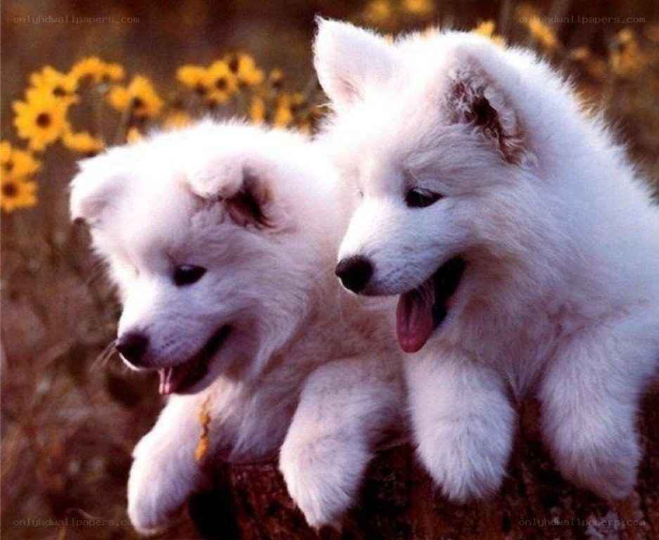 Two white puppies in a field