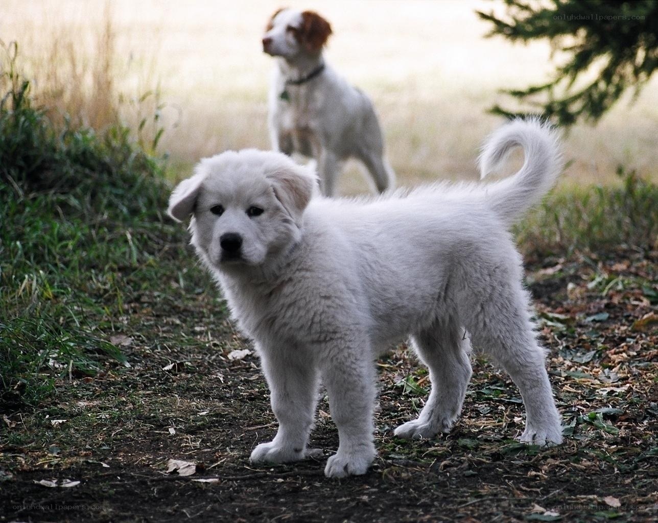 Two white puppies in a field