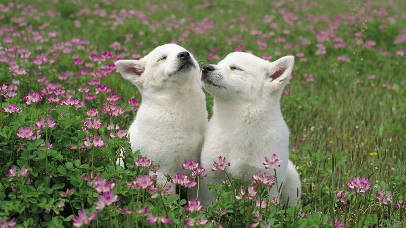 Two white puppies in a flower field