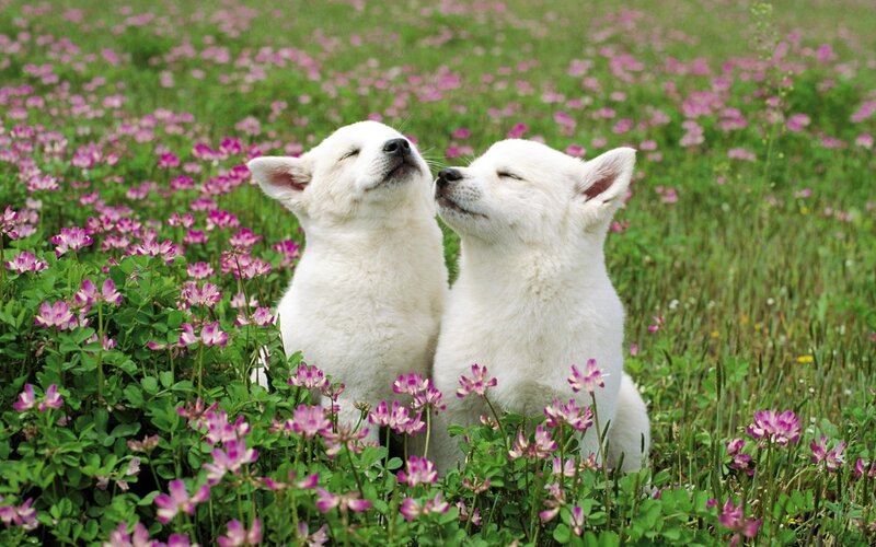 Two white puppies in a flower field