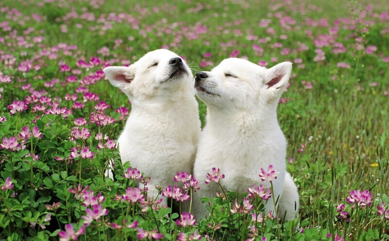 Two white puppies in a flower field