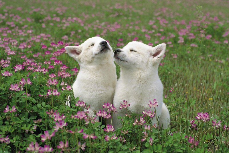 Two white puppies in a flower field