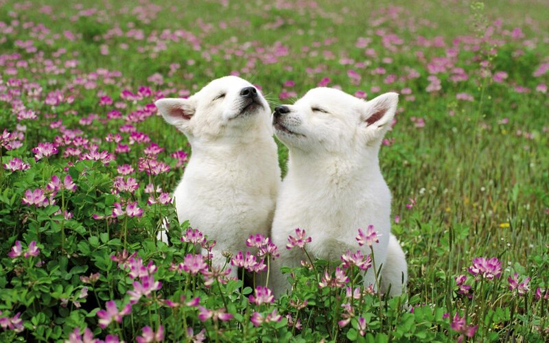 Two white puppies in a flower field