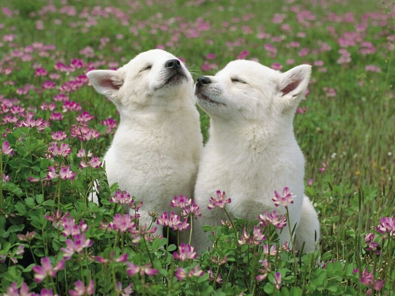 Two white puppies in a flower field