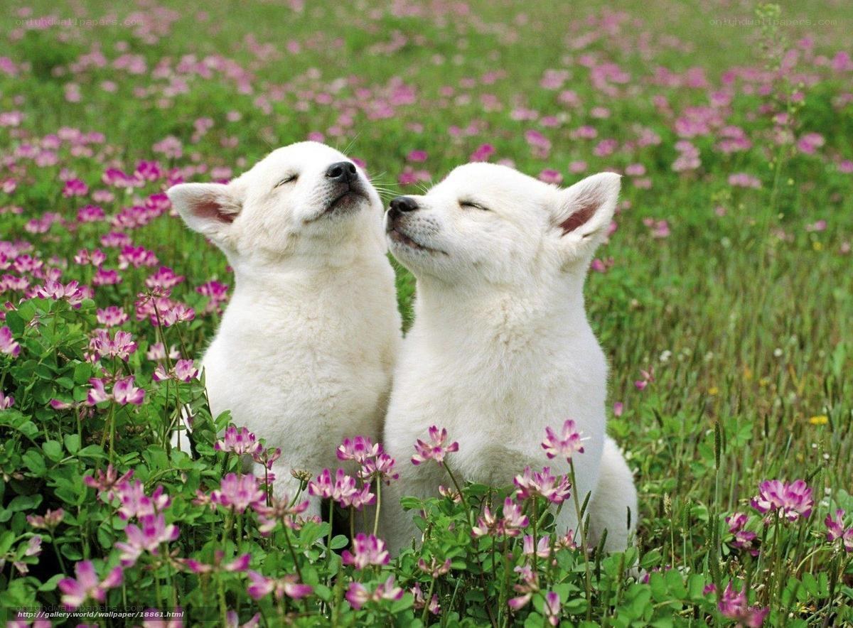 Two white puppies in a flower field