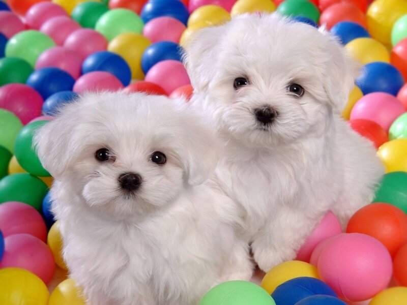 two white puppies in colorful balls