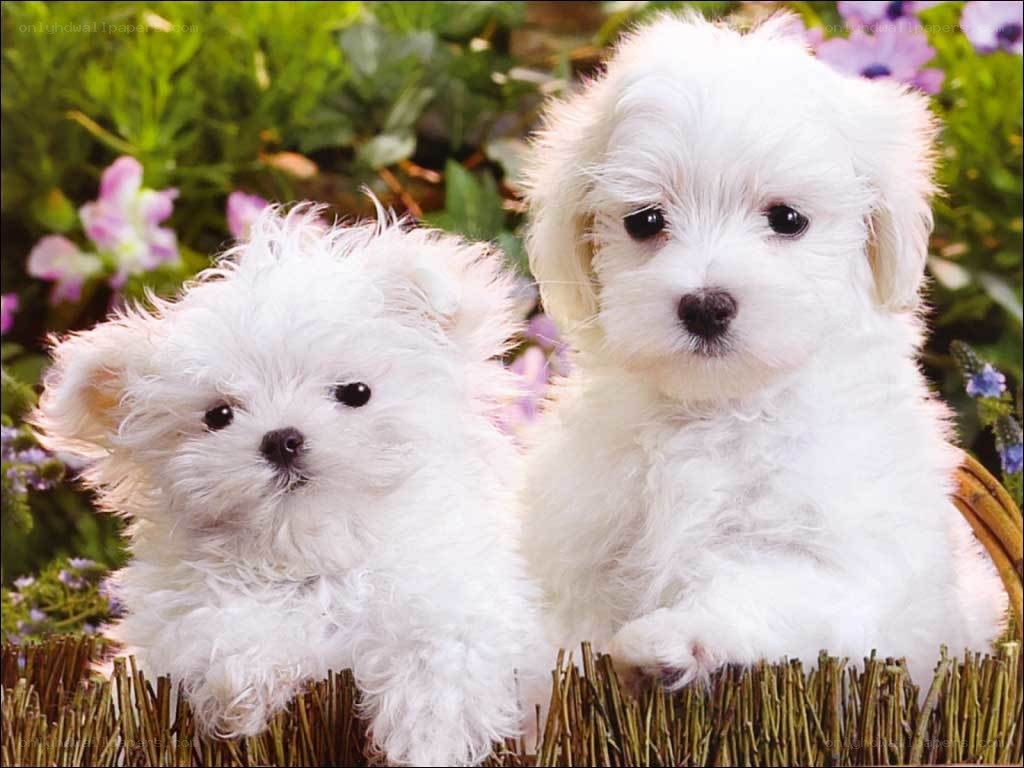 Two white puppies in flowers