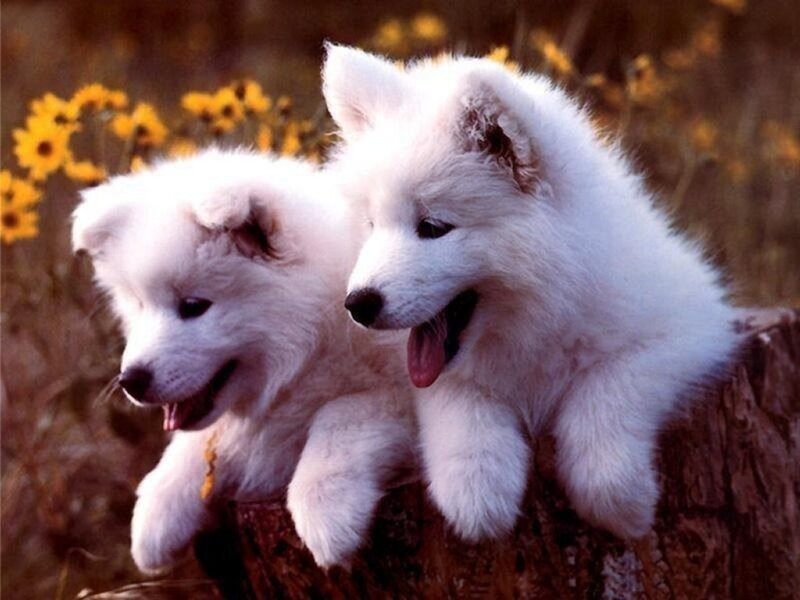 Two white puppies on a log