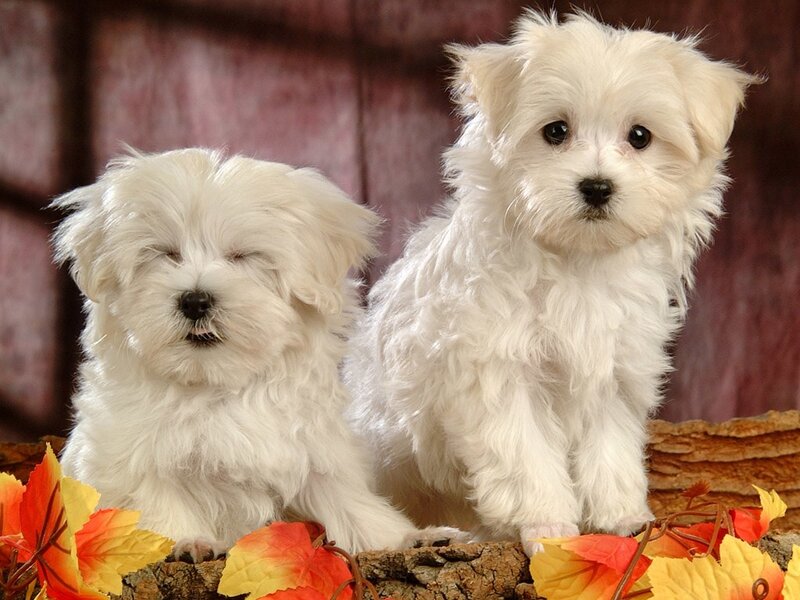 Two white puppies on autumn leaves