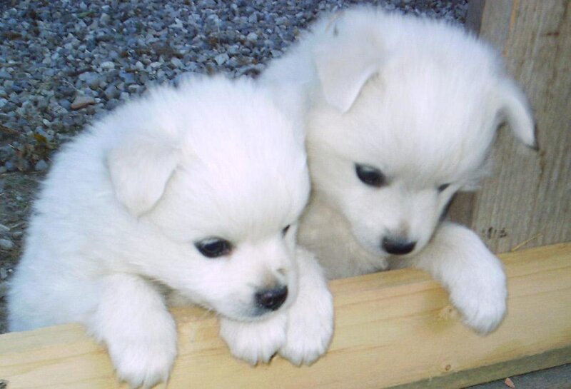 Two white puppies on wood