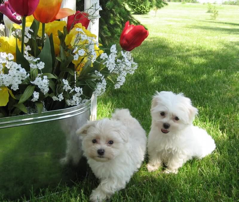 Two White Puppies — Peaceful, Afternoon