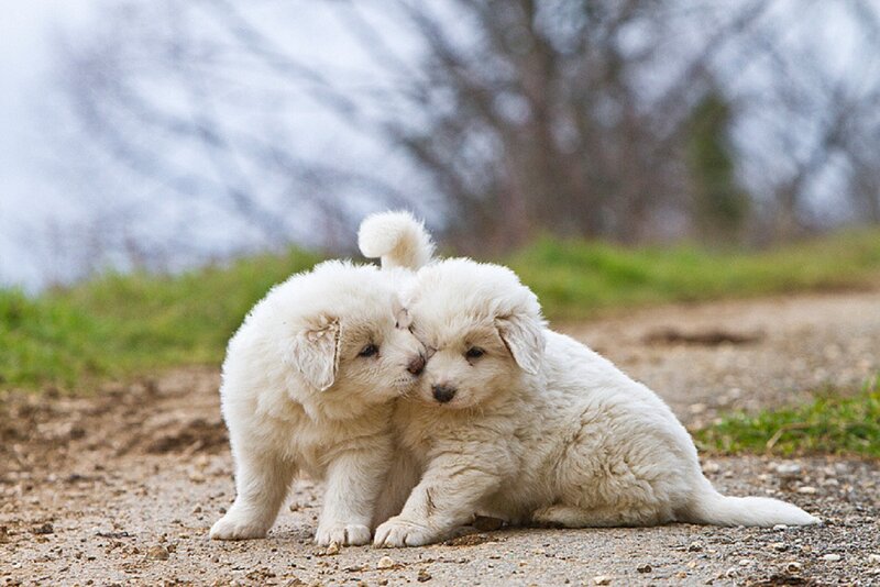 Two White Puppies — Peaceful, Spring, Photograph, Dirt Path