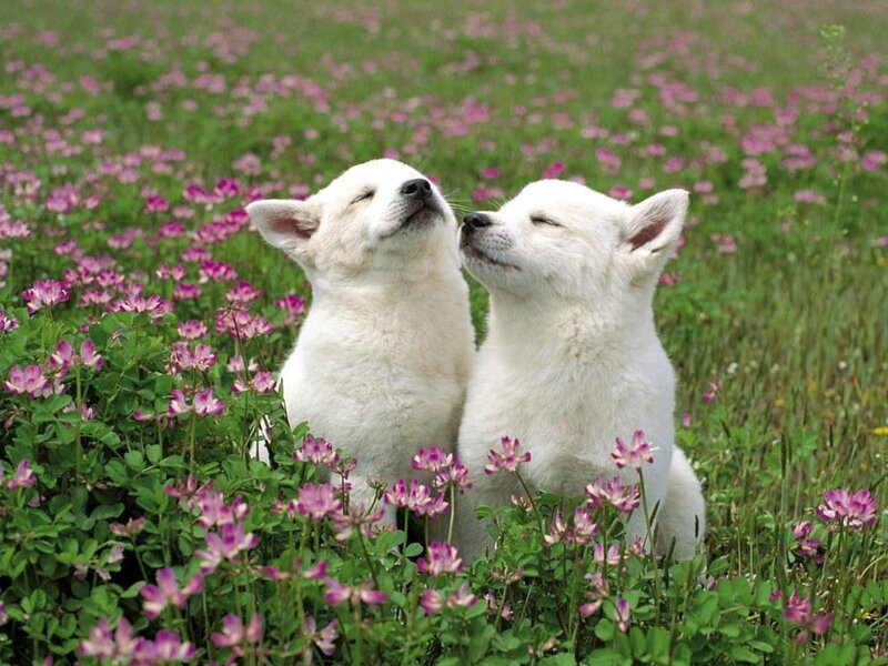 Two White Puppies — Peaceful, Spring