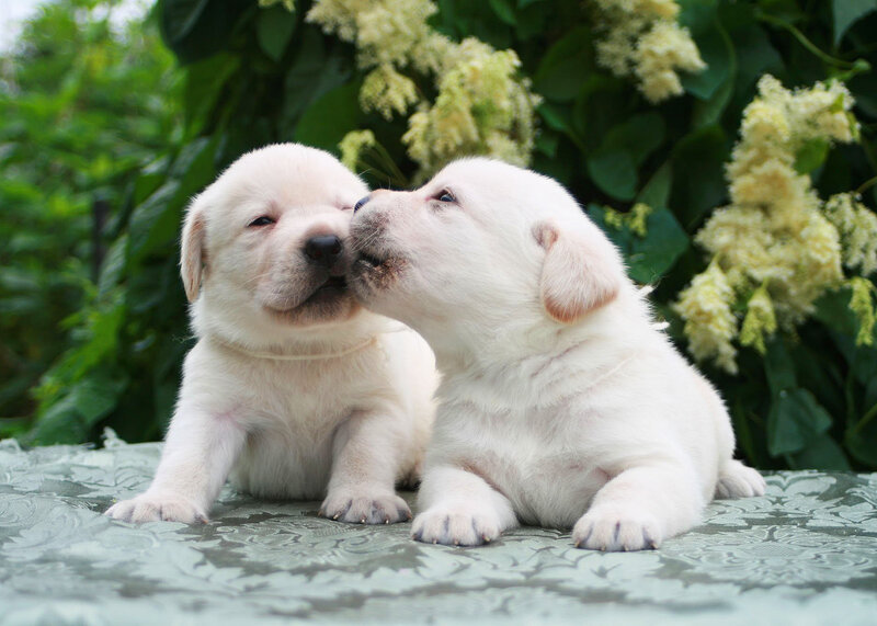 Two White Puppies — Peaceful