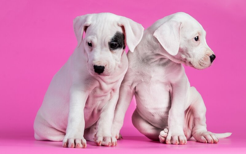 Two White Puppies — Pink, Calm, Photograph, Pink Background