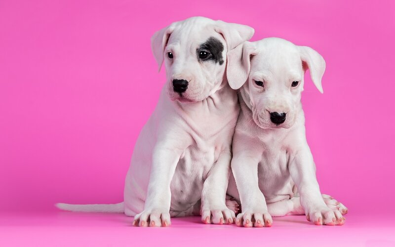 Two White Puppies — Pink, Calm, Photograph