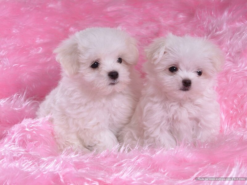 Two White Puppies — Pink, Calm