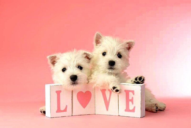 Two White Puppies — Pink, Cute, Photograph