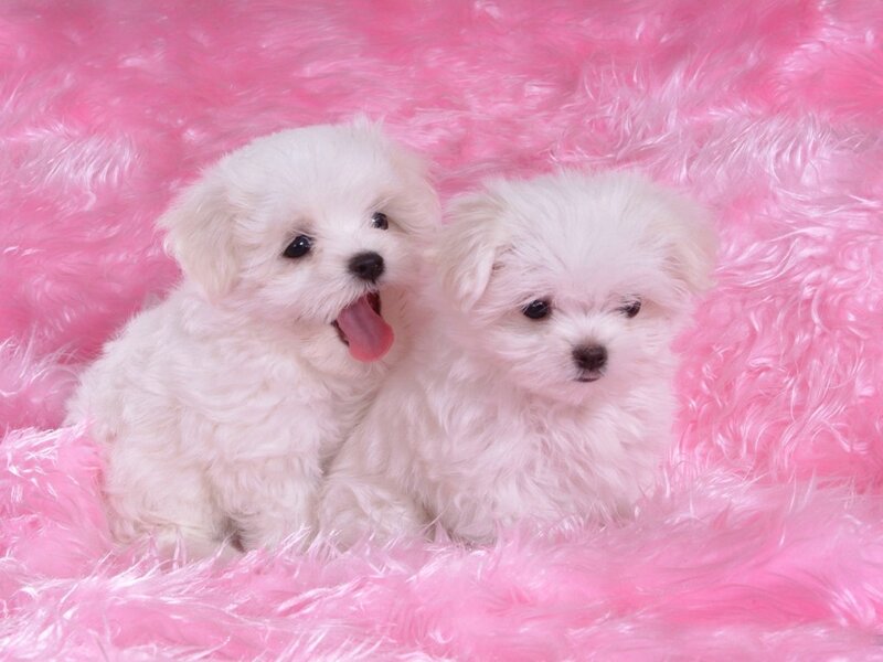 Two White Puppies — Pink, Cute