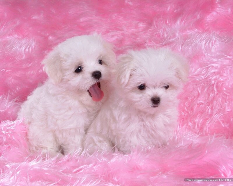 Two White Puppies — Pink