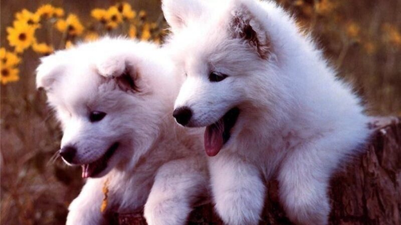 Two White Puppies — Playful, Afternoon, Photograph