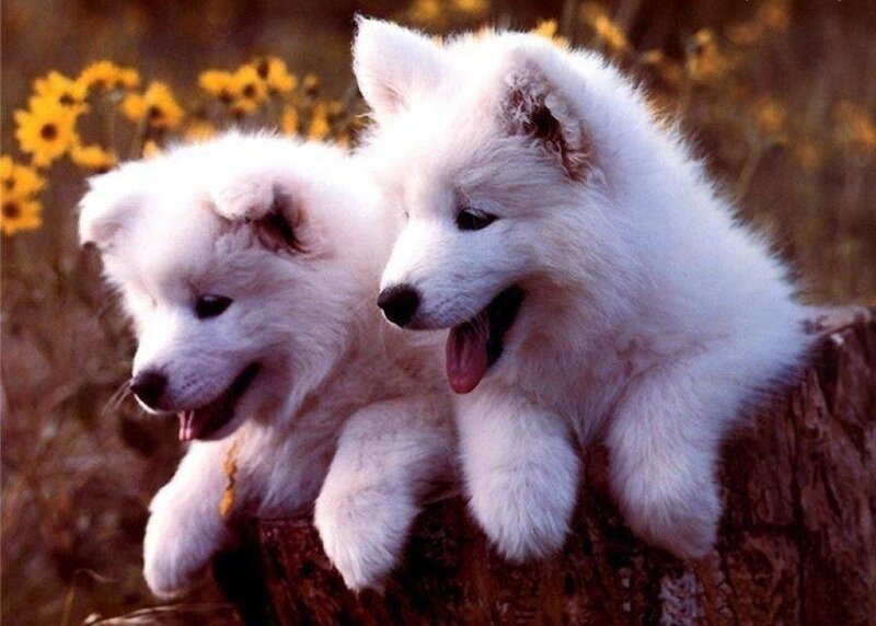 Two White Puppies — Playful, Afternoon