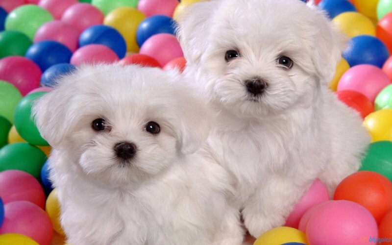 Two White Puppies — Playful, Photograph, Colorful Balls