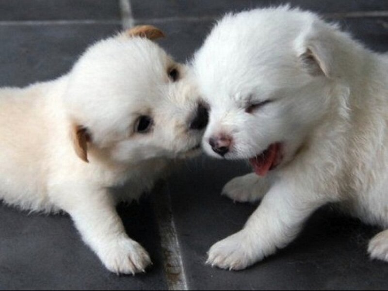 Two White Puppies — Playful, Photograph, Floor