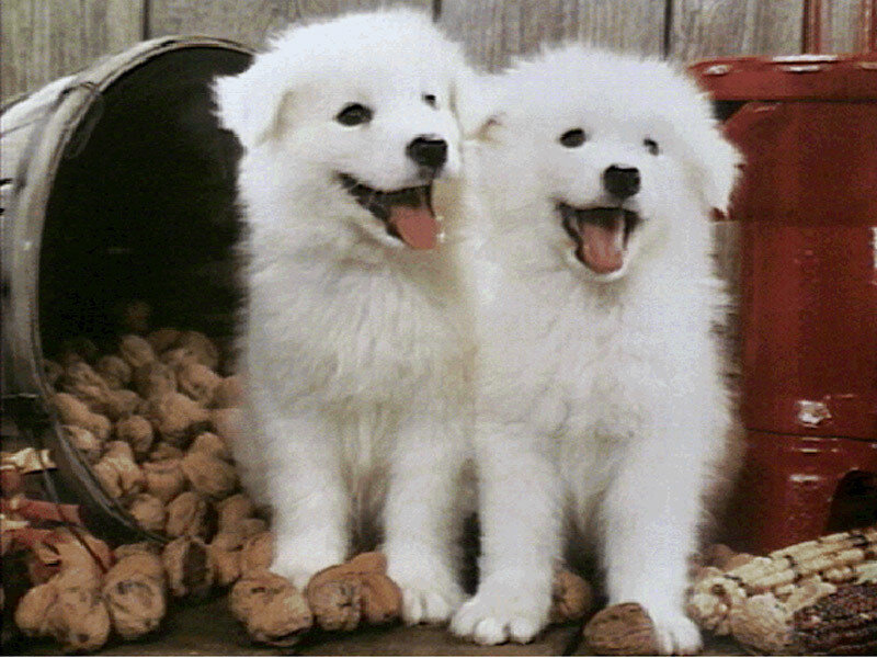 Two White Puppies — Playful