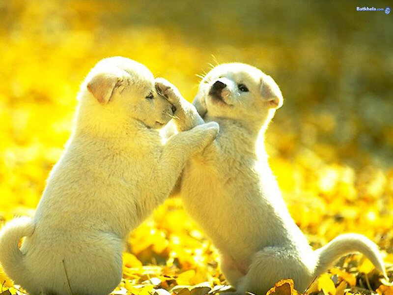 Two White Puppies Playing