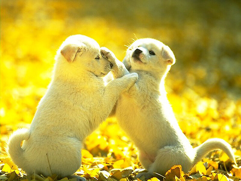 Two White Puppies Playing — Yellow, Playful