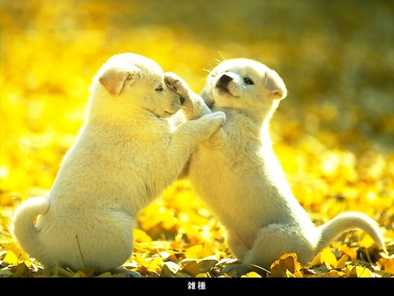 Two White Puppies Playing — Yellow