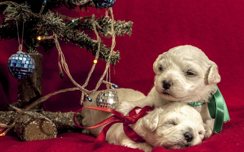 Two White Puppies — Red, Festive, Winter, Photograph