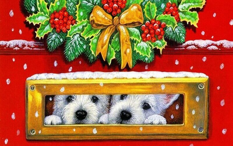 Two White Puppies — Red, Festive, Winter