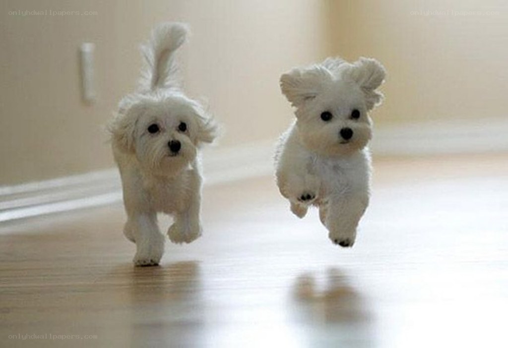 Two white puppies running