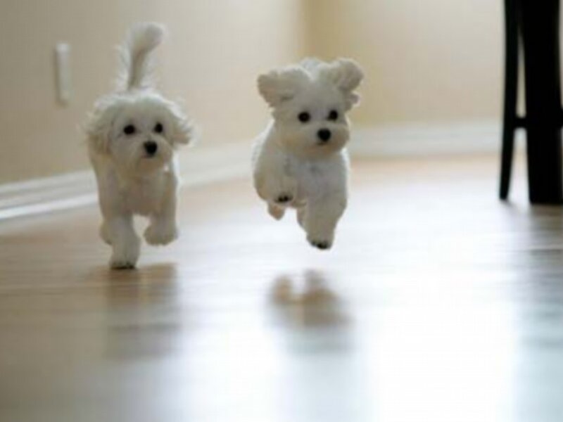 Two White Puppies Running — Playful, Photograph, Floor