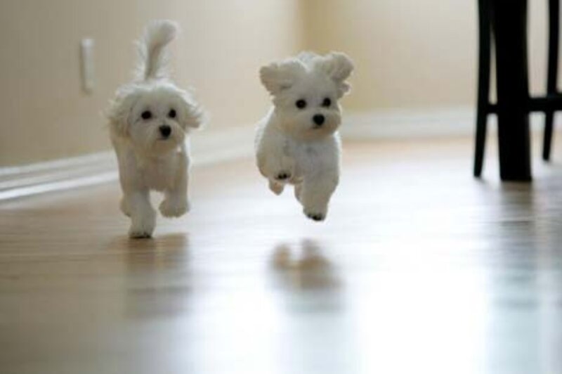 Two White Puppies Running — Playful, Photograph