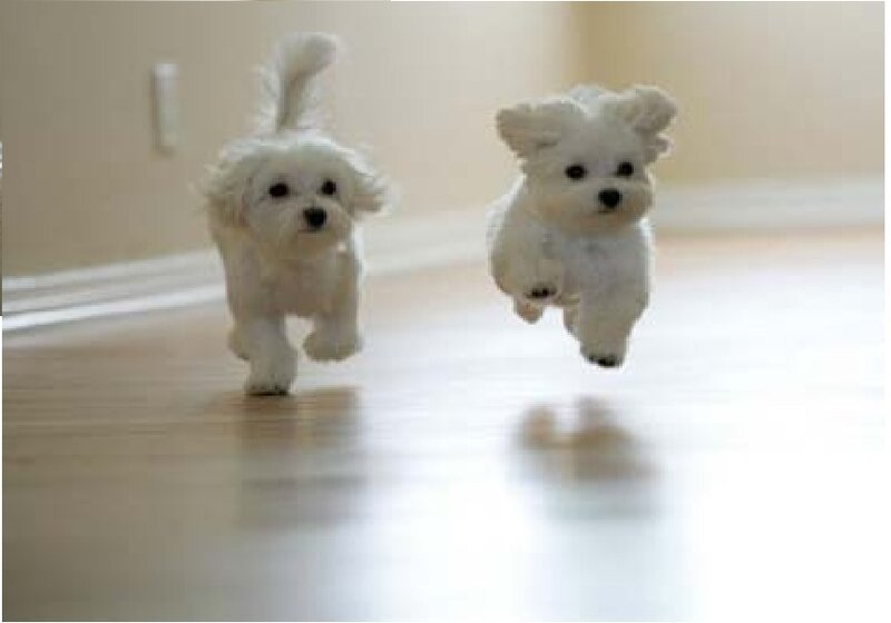 Two White Puppies Running — Playful