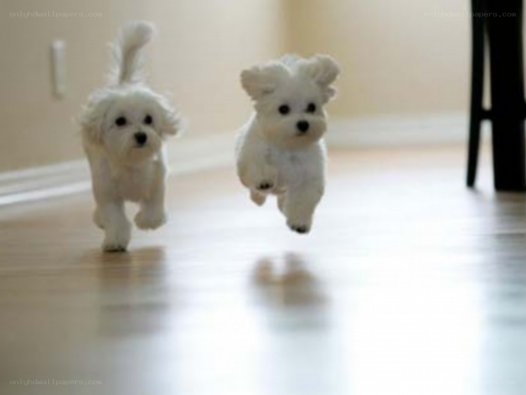 Two white puppies running