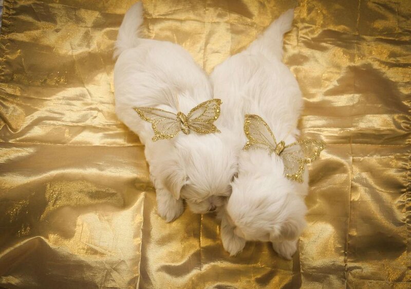 Two White Puppies — Serene, Photograph