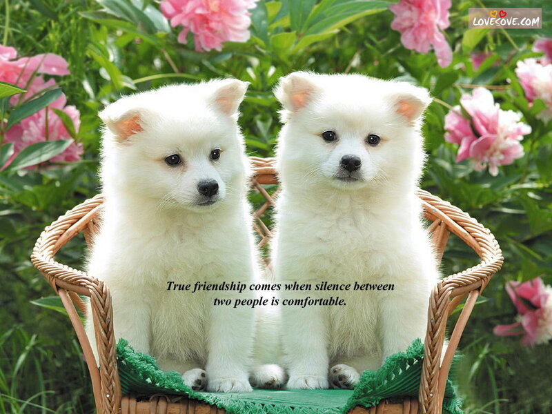 Two White Puppies — Serene, Spring, Photograph