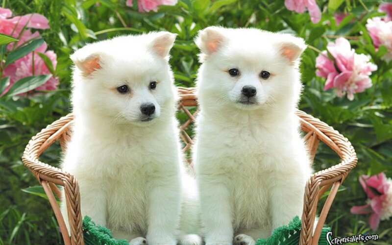Two White Puppies — Serene, Spring