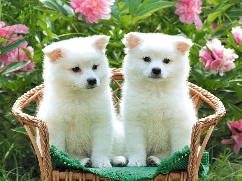 Two White Puppies — Serene
