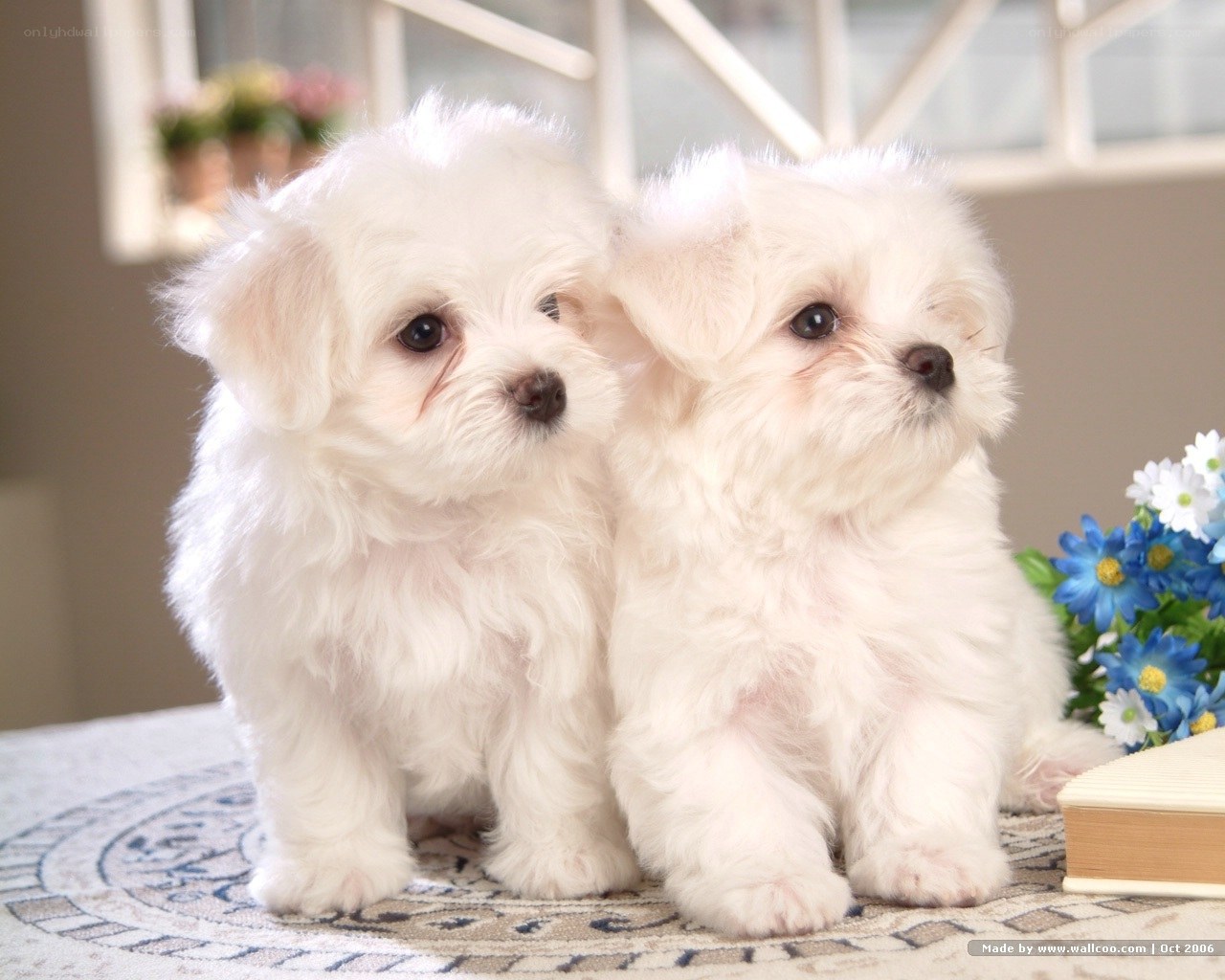 Two white puppies sitting together