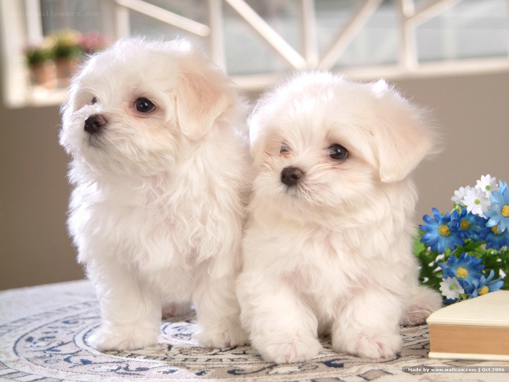 Two white puppies sitting together