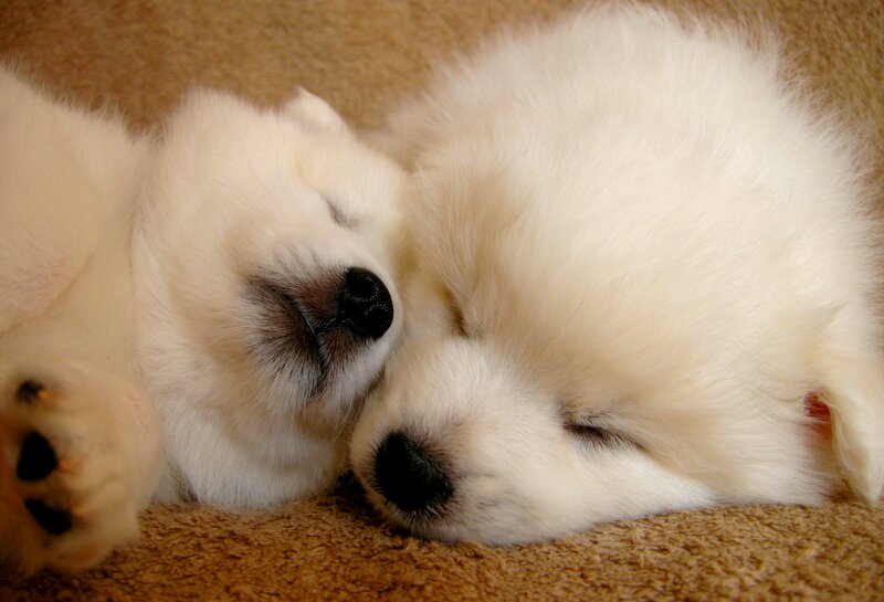 Two White Puppies Sleeping — Peaceful